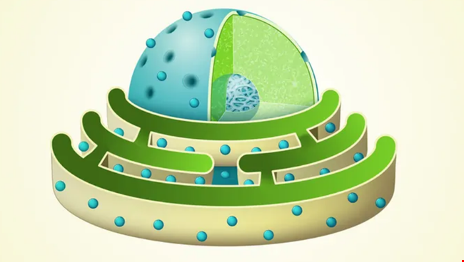 Researchers Piece Together Treasured Cellular Gateway for First Time